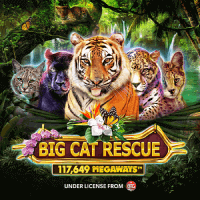 Big Cat Rescue